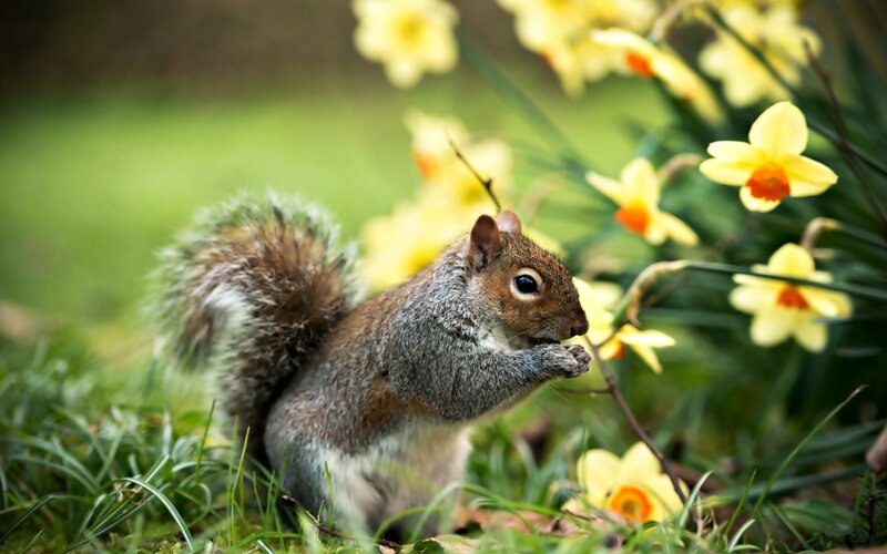 Gray Squirrel Eating — Green, Serene