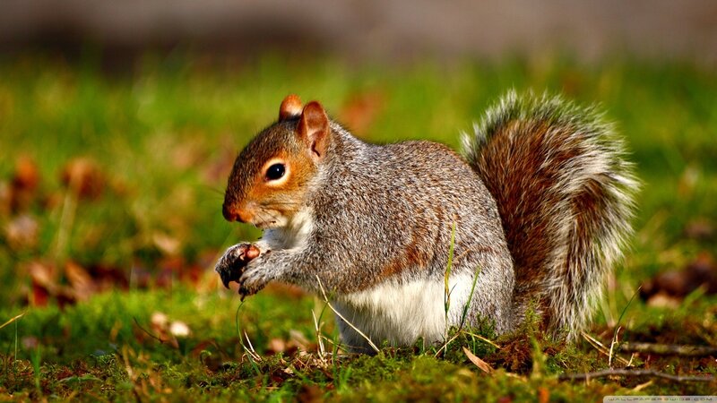 Gray Squirrel Eating — Green