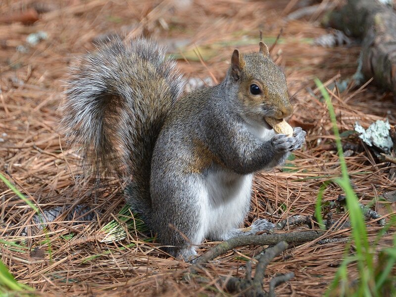 Gray Squirrel Eating Nut — Brown