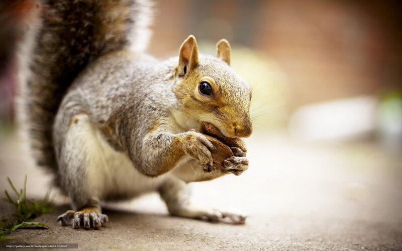 Gray Squirrel Eating Nut — Calm, Afternoon, Photograph