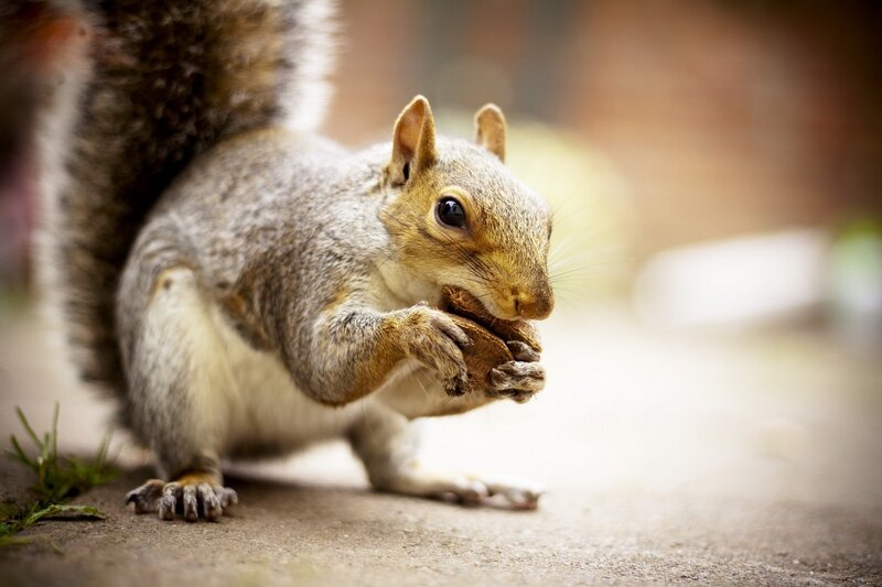 Gray Squirrel Eating Nut — Calm, Afternoon