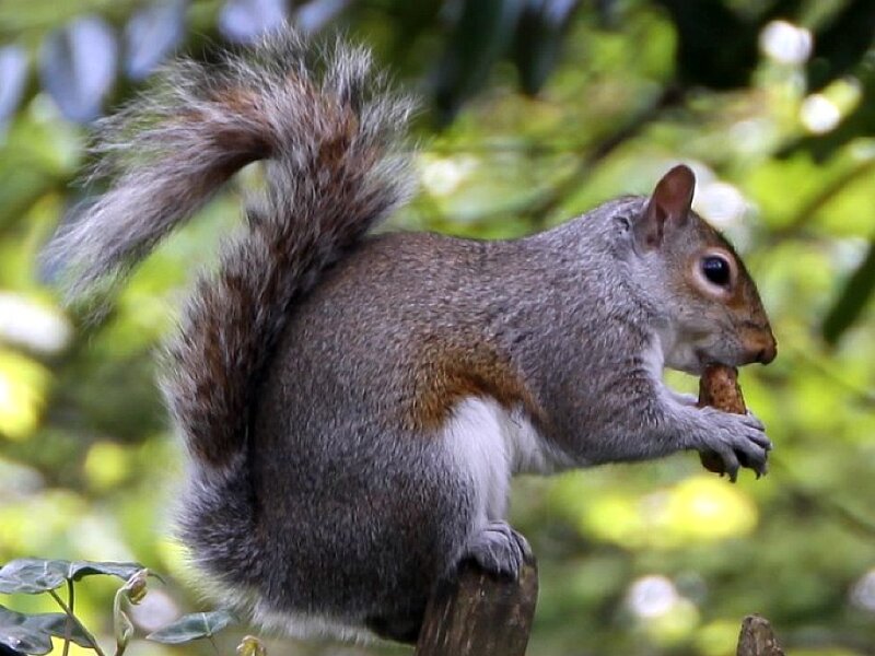 Gray Squirrel Eating Nut — Calm
