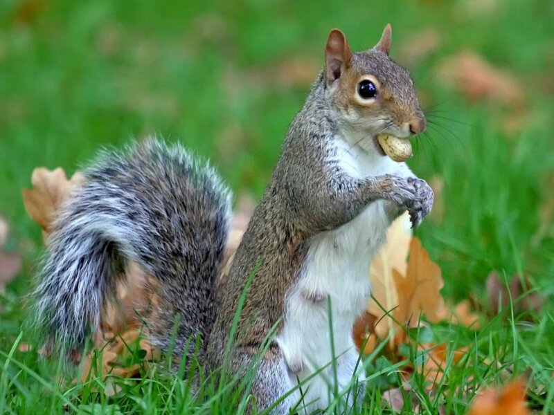 Gray Squirrel Eating Nut — Green, Calm, Autumn