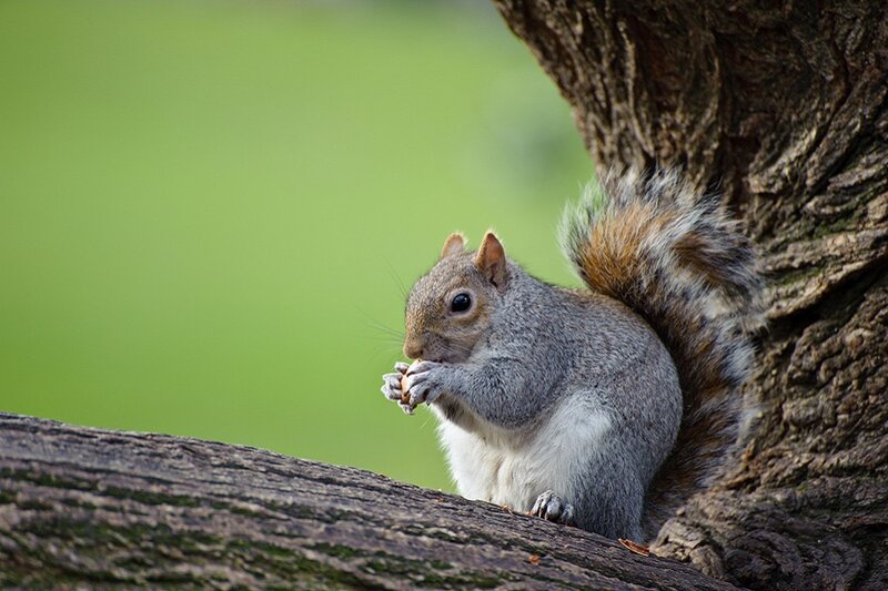 Gray Squirrel Eating Nut — Green, Calm