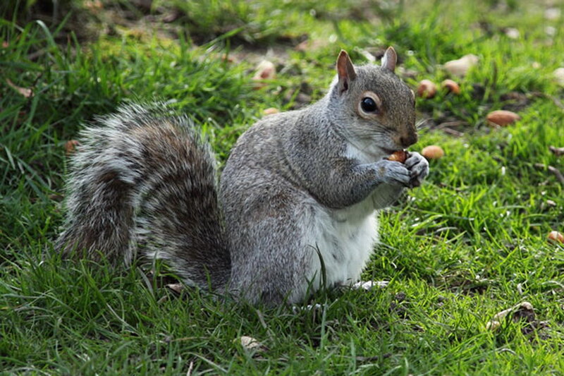Gray Squirrel Eating Nut — Green