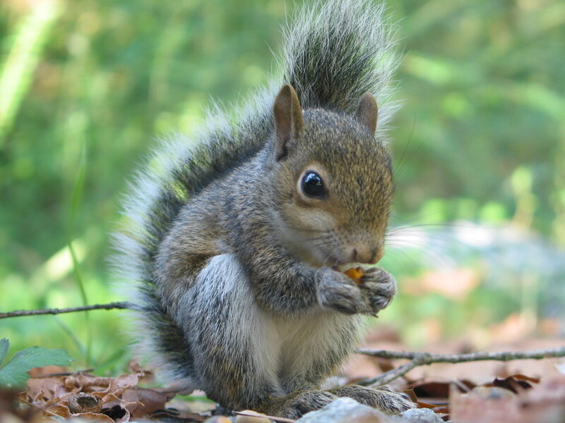 Gray Squirrel Eating Nut