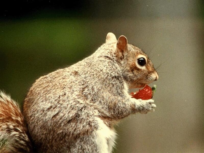 Gray Squirrel Eating Strawberry