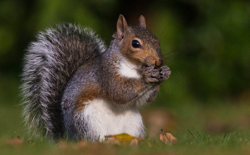 Gray Squirrel Eating