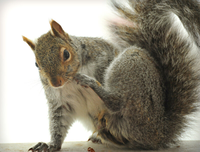 Gray Squirrel Grooming