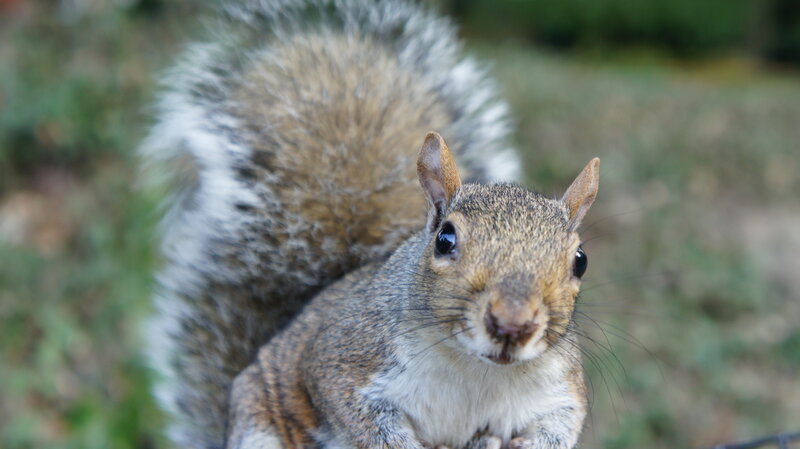 Gray Squirrel in Forest