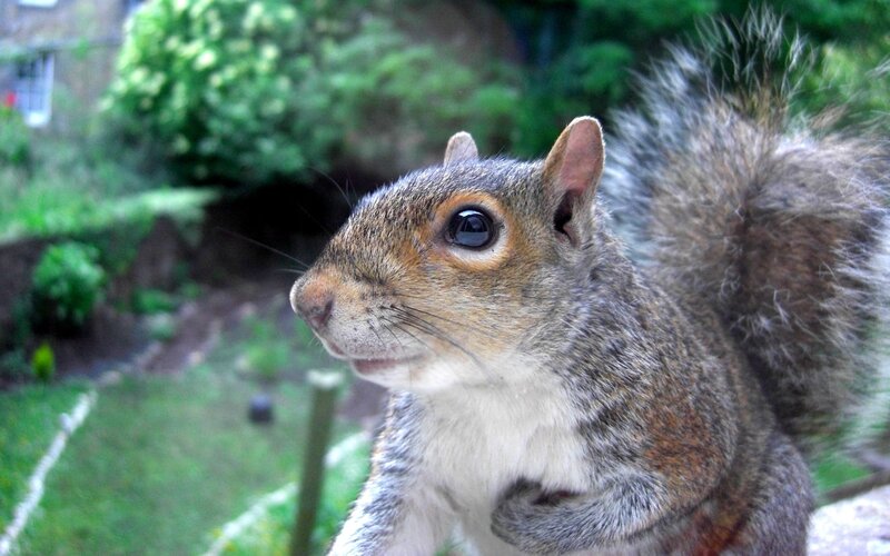 Gray Squirrel in Garden
