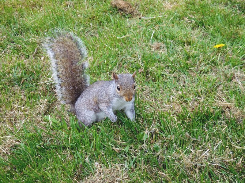 Gray Squirrel in Grass — Green, Calm, Afternoon