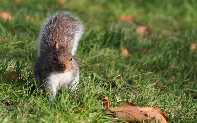 Gray Squirrel in Grass — Green, Calm, Autumn