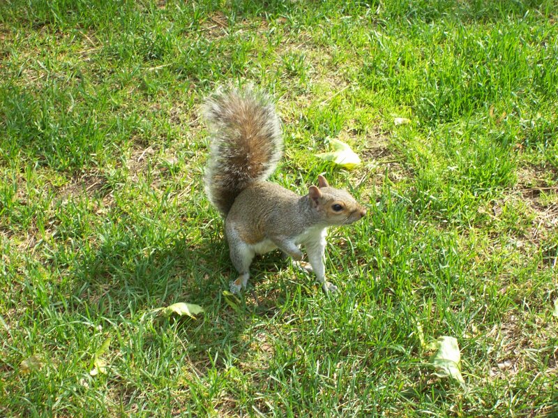 Gray Squirrel in Grass — Green, Calm