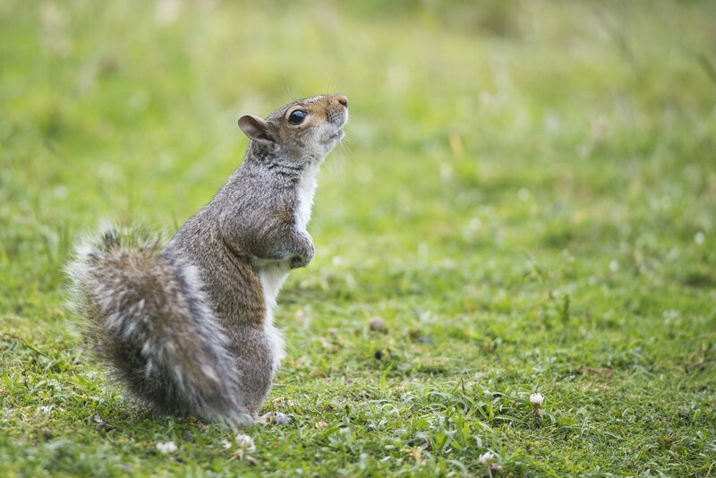 Gray Squirrel in Grass — Green, Curious, Afternoon