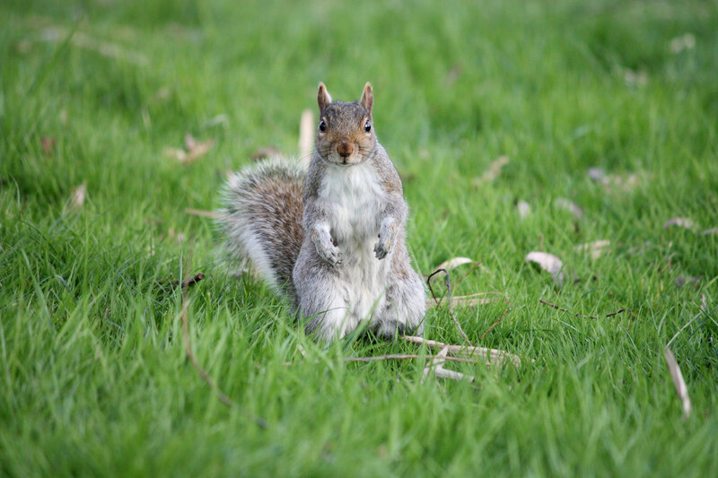 Gray Squirrel in Grass — Green, Curious