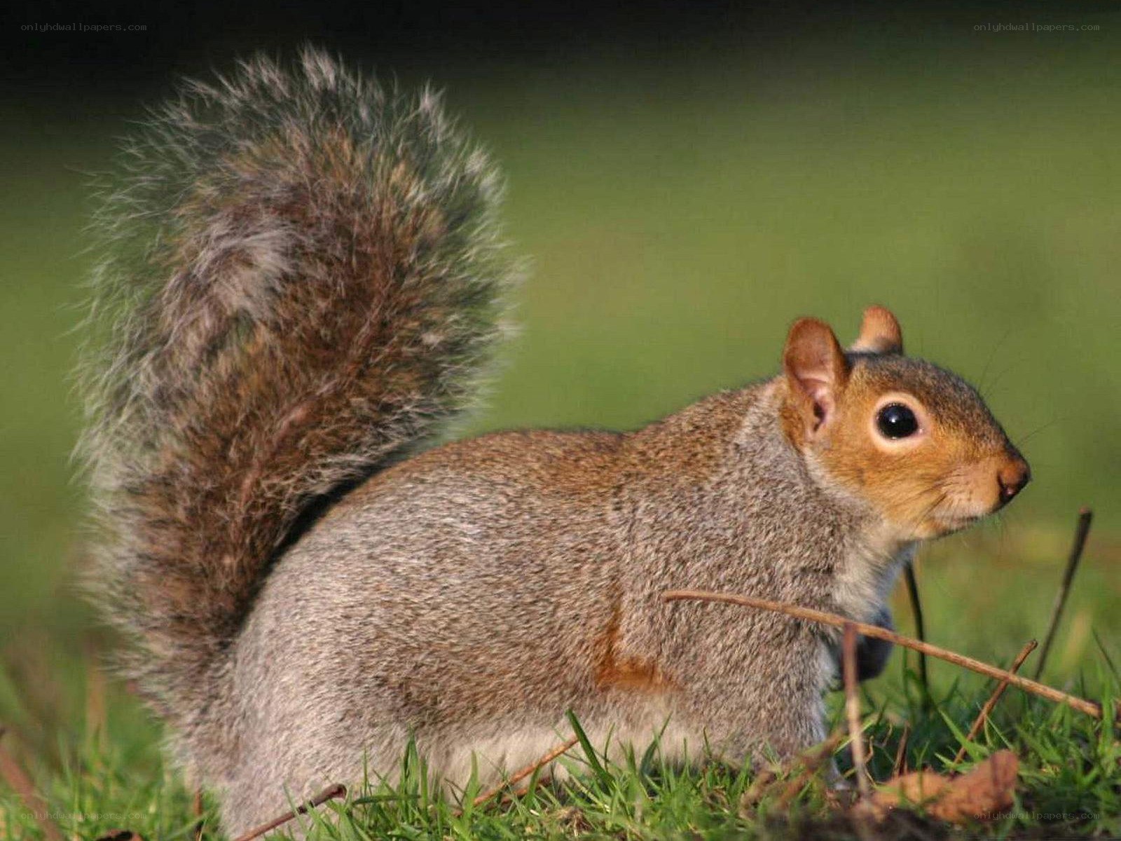gray squirrel in grass