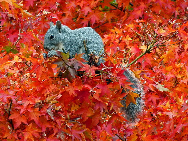 Gray Squirrel in Leaves