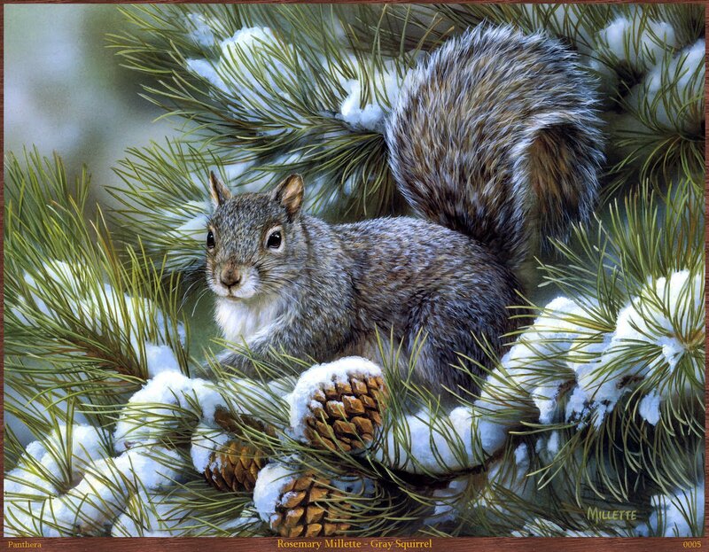 Gray Squirrel in Pine