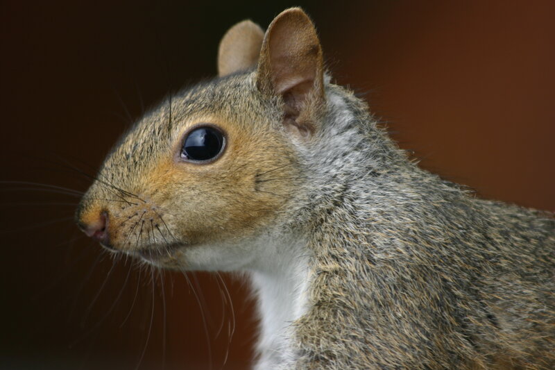 Gray Squirrel in Profile