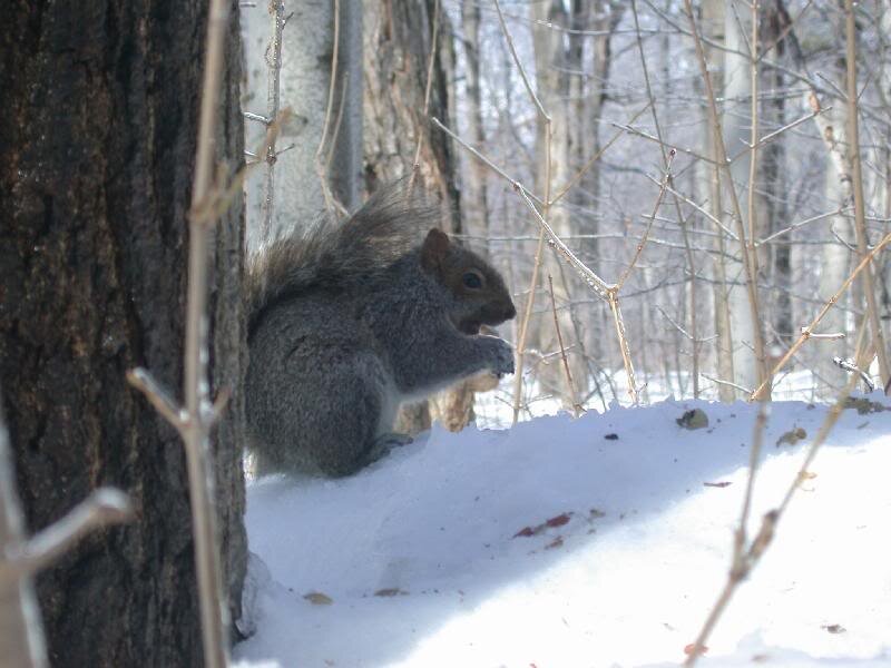 Gray Squirrel in Snow