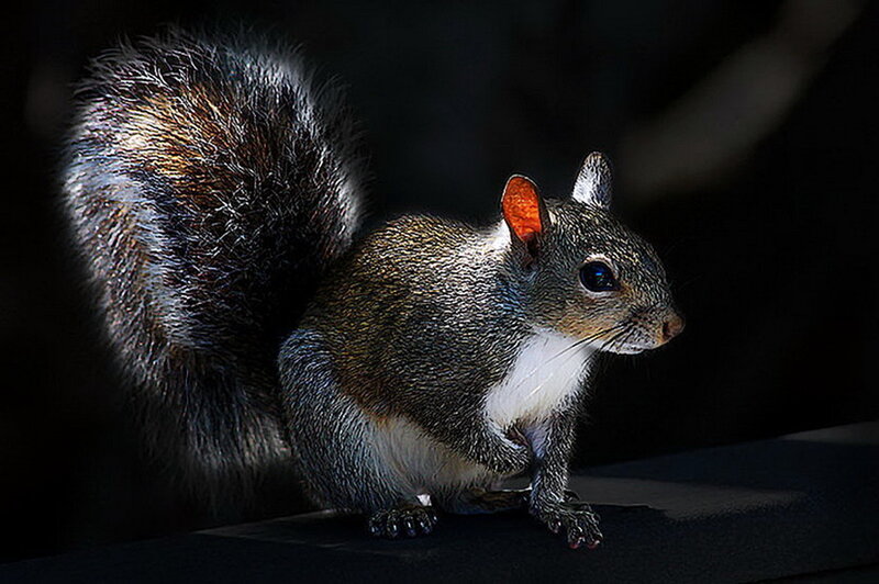 Gray Squirrel in Sunlight