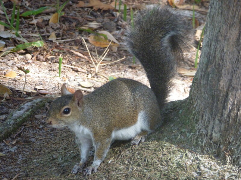 Gray Squirrel Near Tree