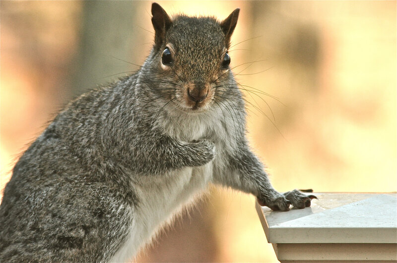 gray squirrel on a ledge