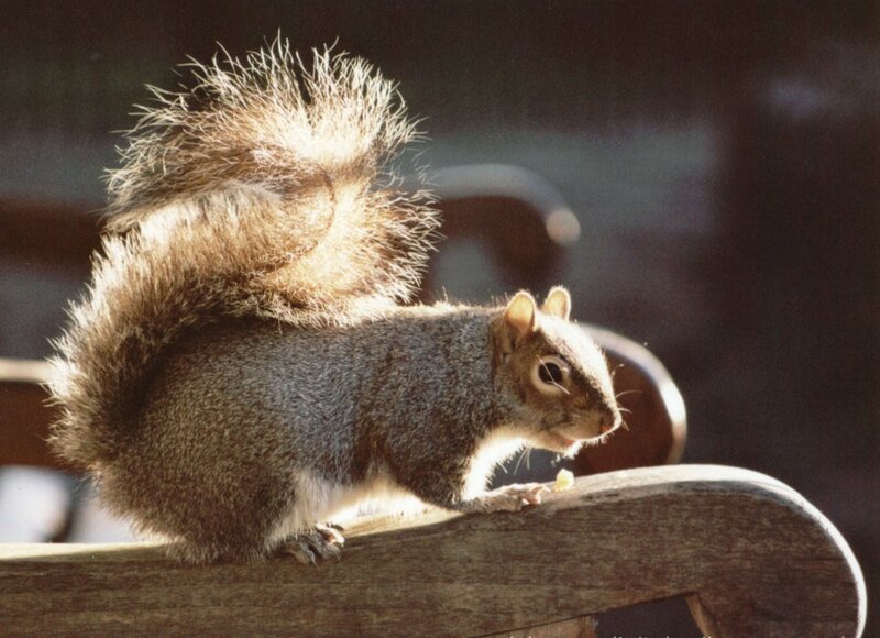 Gray Squirrel on Bench — Brown