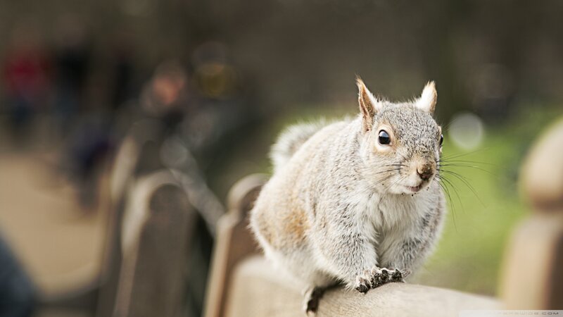 Gray Squirrel on Bench — Calm