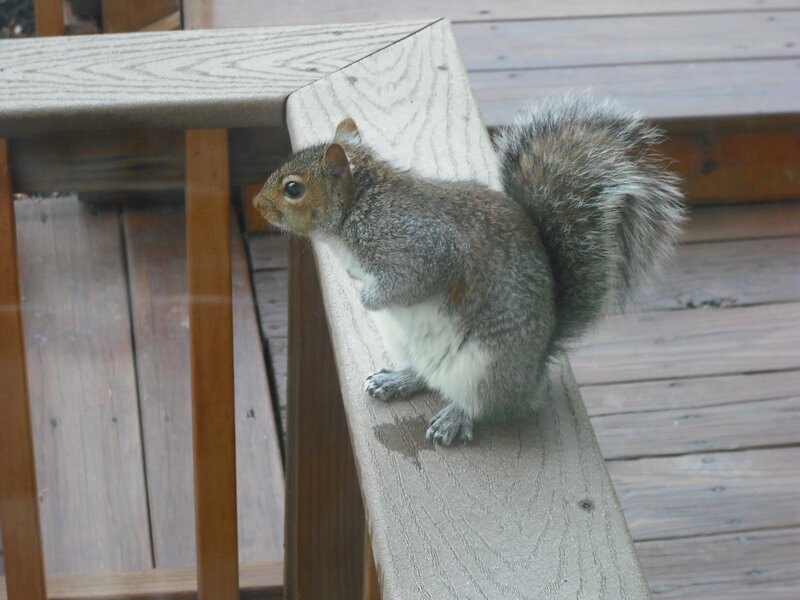 Gray Squirrel on Bench