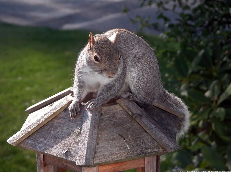 Gray Squirrel on Bird Feeder