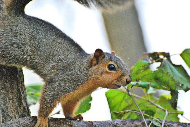 Gray Squirrel on Branch — Alert