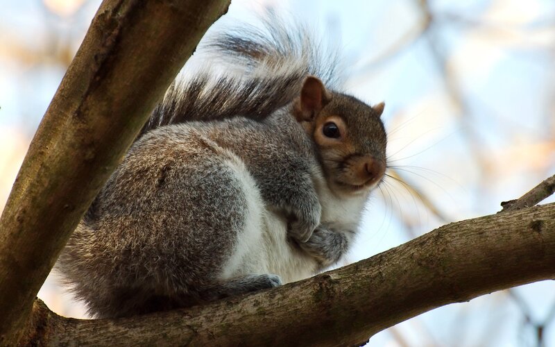 Gray Squirrel on Branch — Brown, Calm, Afternoon