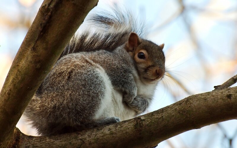 Gray Squirrel on Branch — Brown, Calm, Autumn