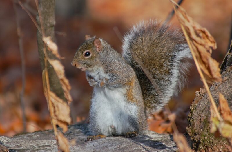 Gray Squirrel on Branch — Brown, Calm