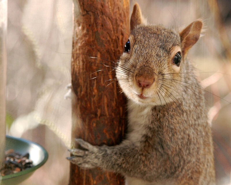Gray Squirrel on Branch — Brown, Curious