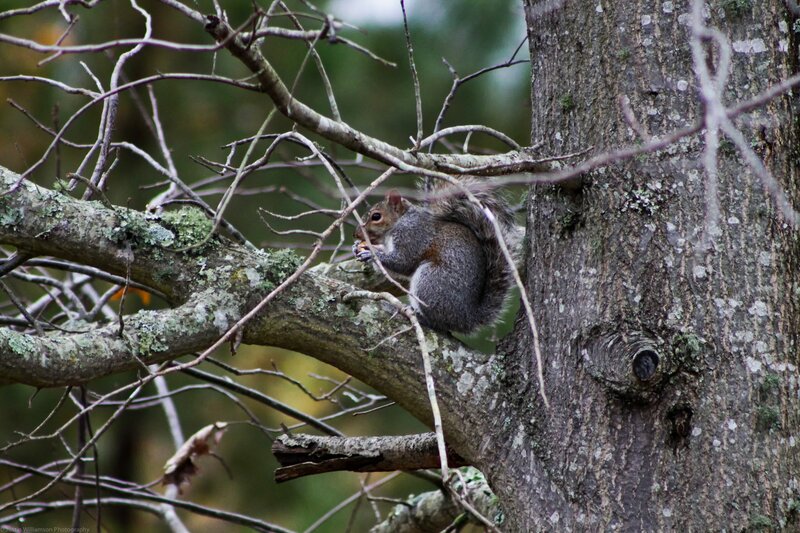Gray Squirrel on Branch — Brown, Natural