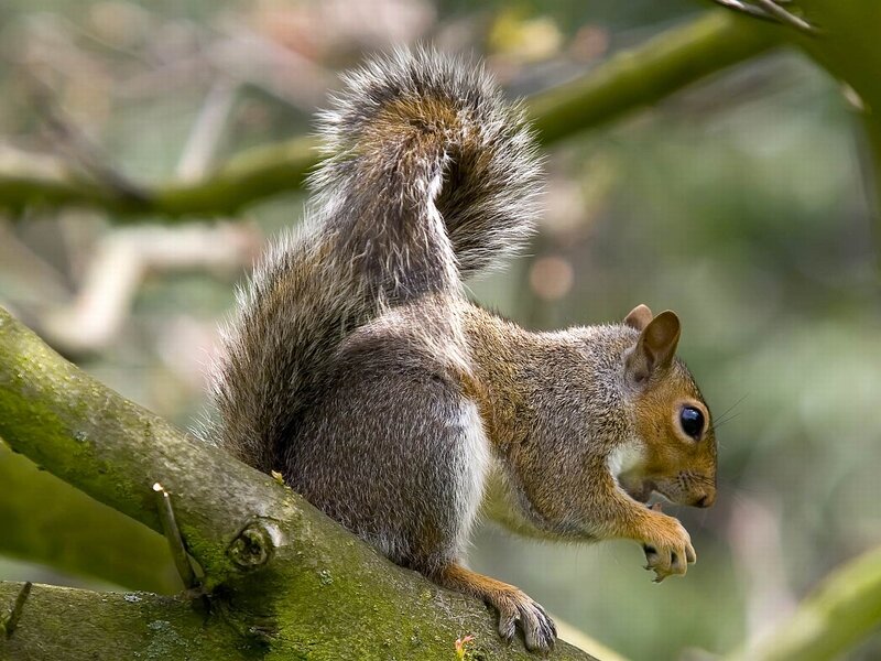 Gray Squirrel on Branch — Brown