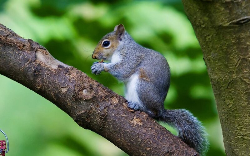 Gray Squirrel on Branch — Calm, Afternoon, Photograph
