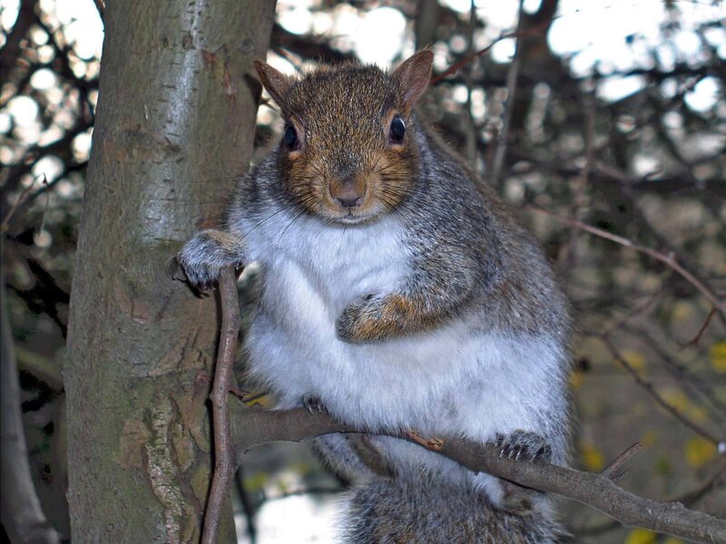 Gray Squirrel on Branch — Calm, Afternoon