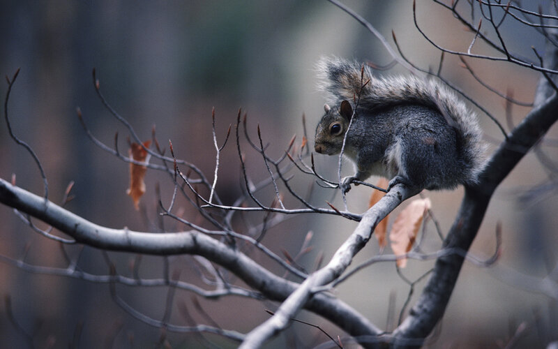 Gray Squirrel on Branch — Calm, Autumn, Photograph