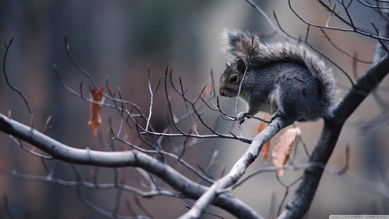 Gray Squirrel on Branch — Calm, Autumn, Photograph, Tree Branches