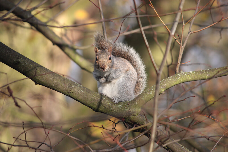 Gray Squirrel on Branch — Calm, Autumn