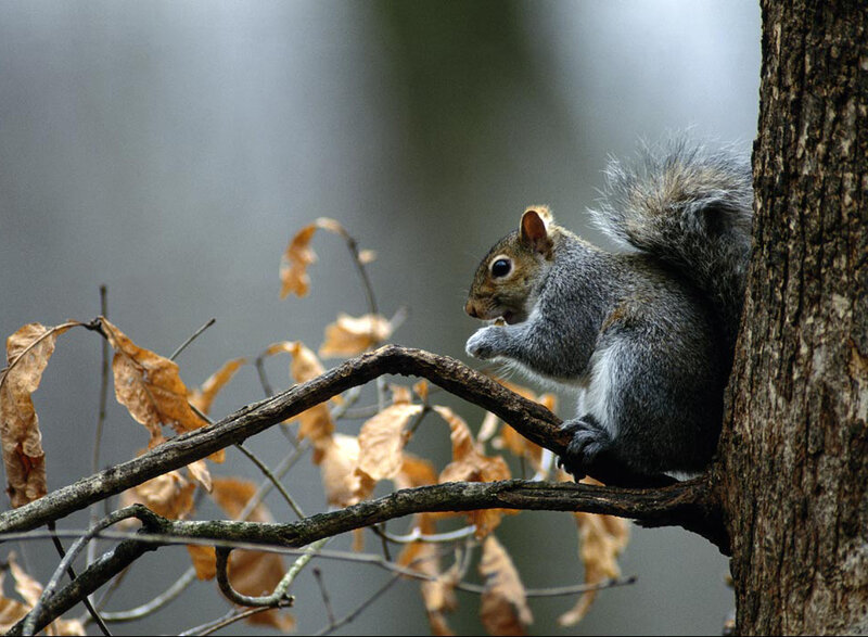Gray Squirrel on Branch — Calm