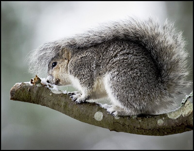 Gray Squirrel on Branch — Calm, Winter