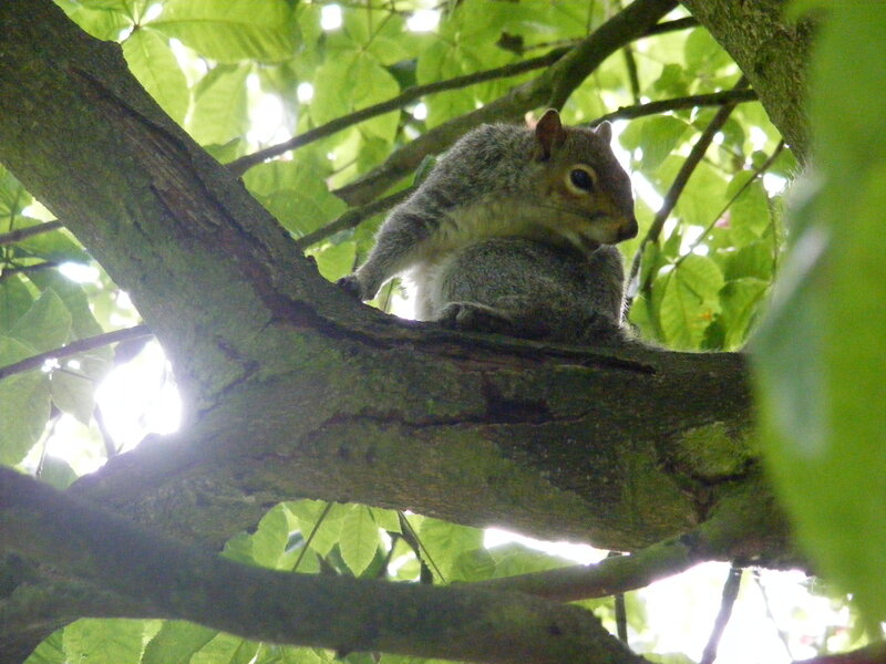 Gray Squirrel on Branch — Green, Calm, Afternoon, Photograph