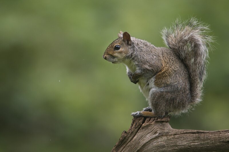 Gray Squirrel on Branch — Green, Calm, Afternoon