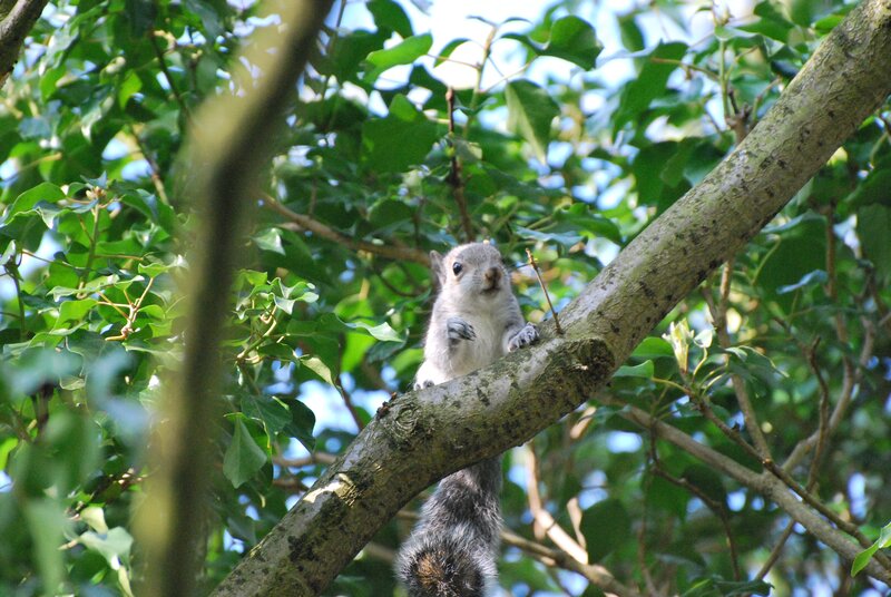 Gray Squirrel on Branch — Green, Natural