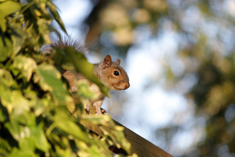 Gray Squirrel on Branch — Green